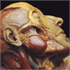 Lymphatic Phlegm - Show-Off Cadavers - The Anatomy Of Self Display