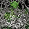 Worm - Gloomlord